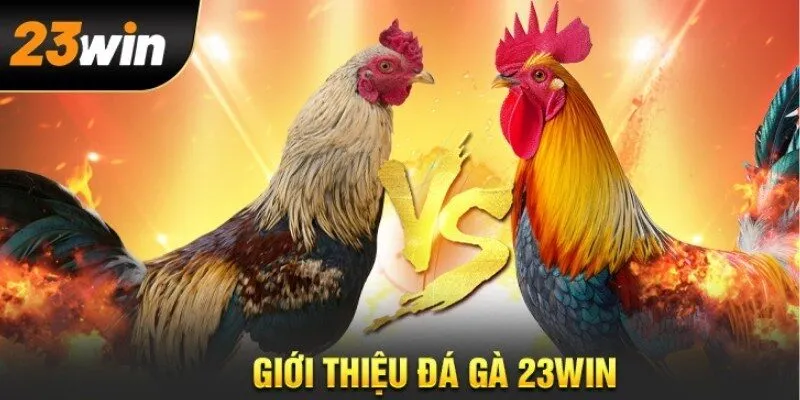 Số lượng hội viên và đại lý